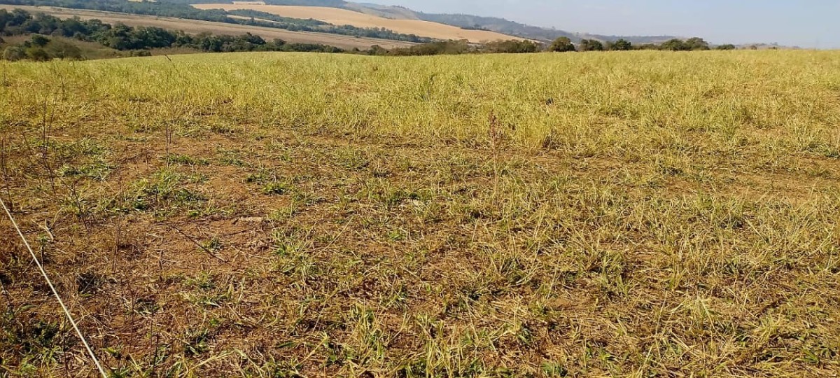 Fazenda, 73 hectares - Foto 5