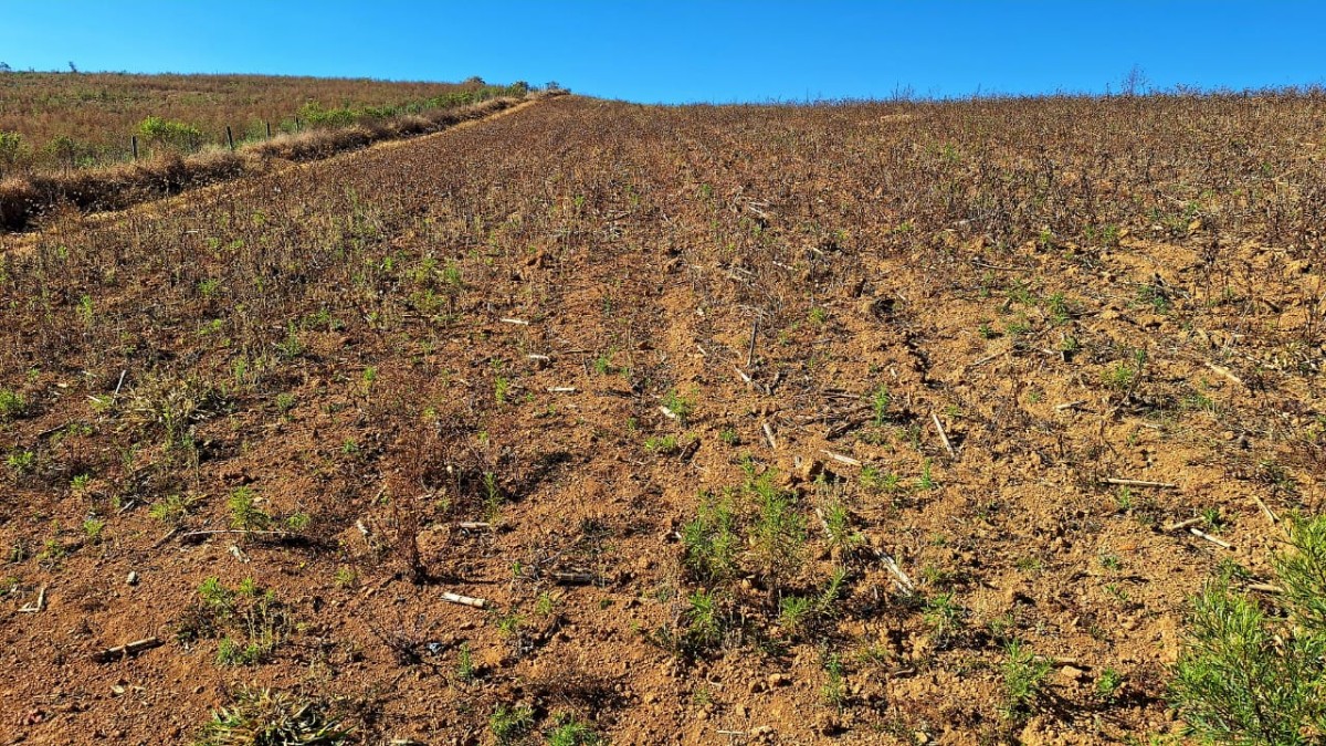 Fazenda, 73 hectares - Foto 8
