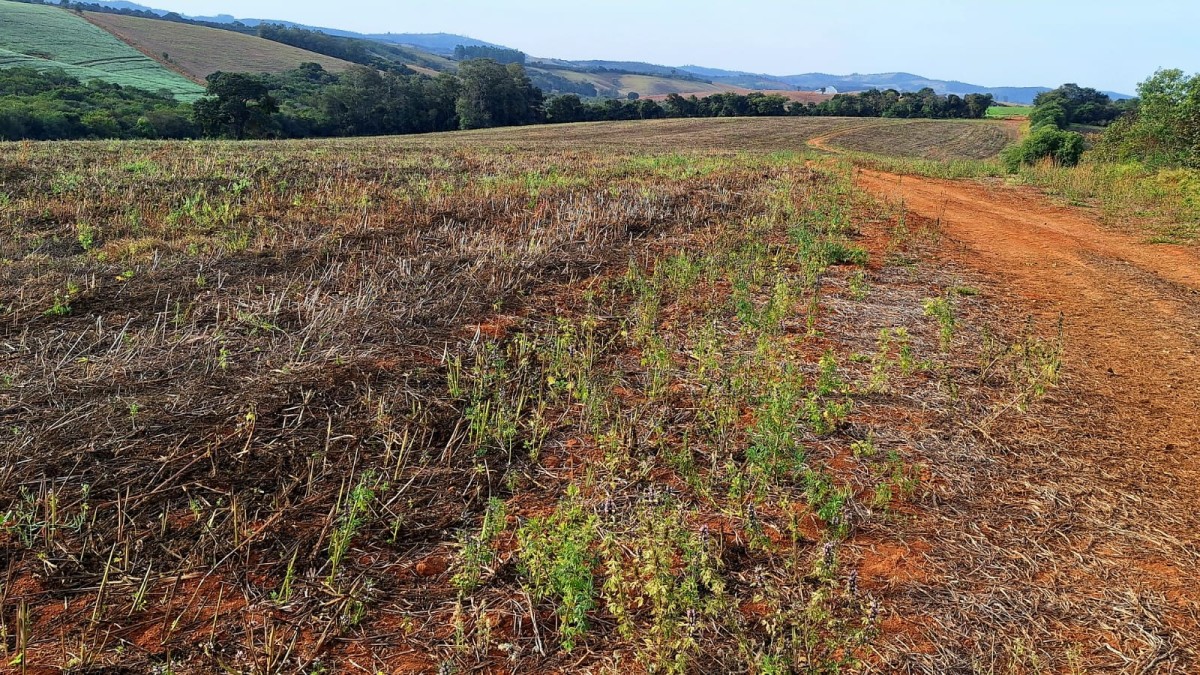 Fazenda, 147 hectares - Foto 9