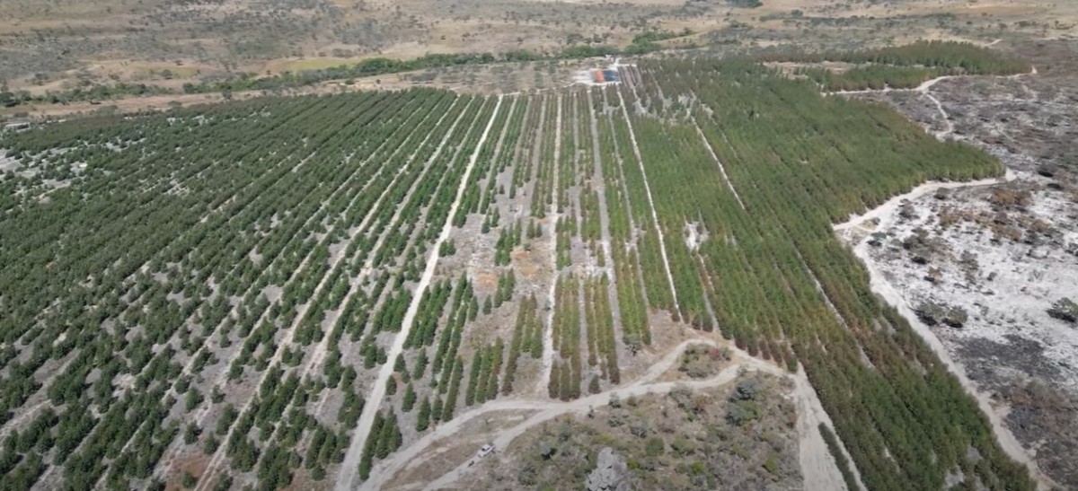 Fazenda, 1636 hectares - Foto 21