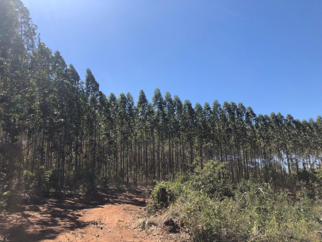 Fazenda, 1636 hectares - Foto 3