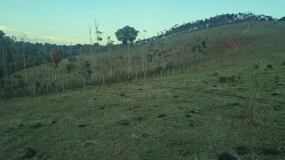 Fazenda, 131 hectares - Foto 7