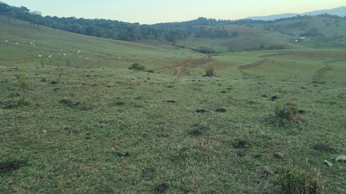 Fazenda, 131 hectares - Foto 10