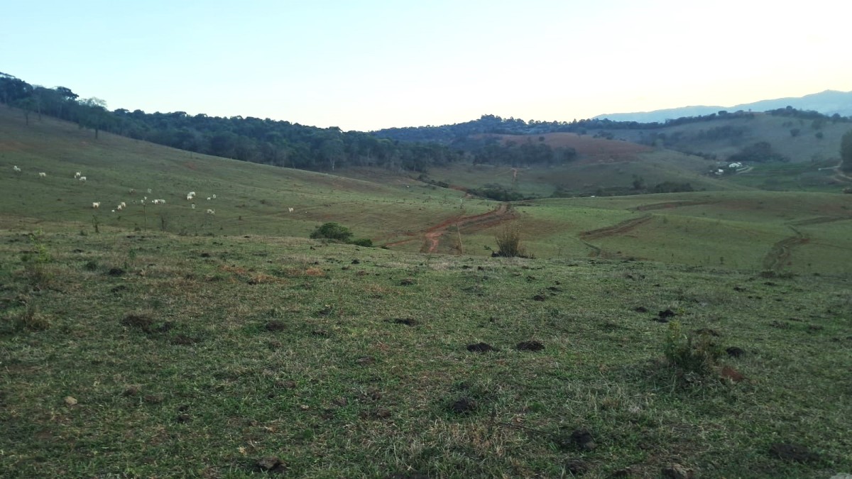 Fazenda, 131 hectares - Foto 14