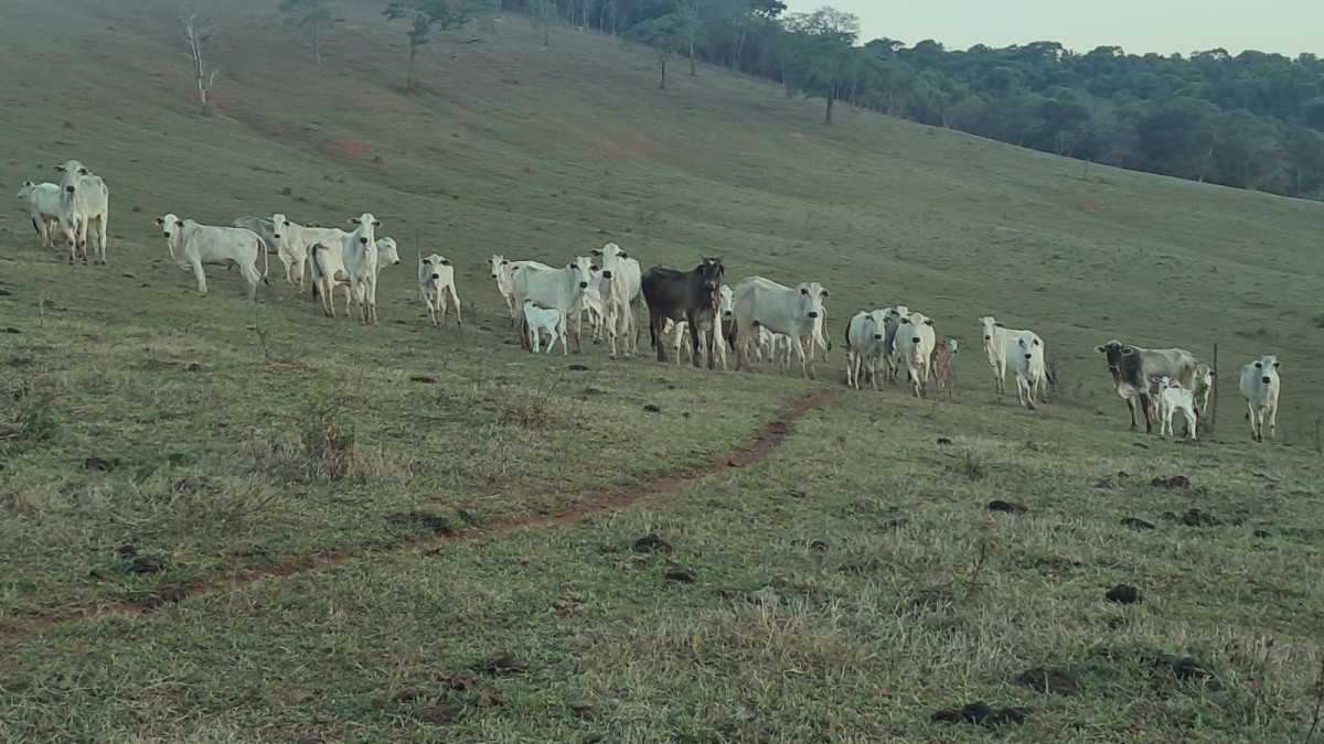 Fazenda, 131 hectares - Foto 18