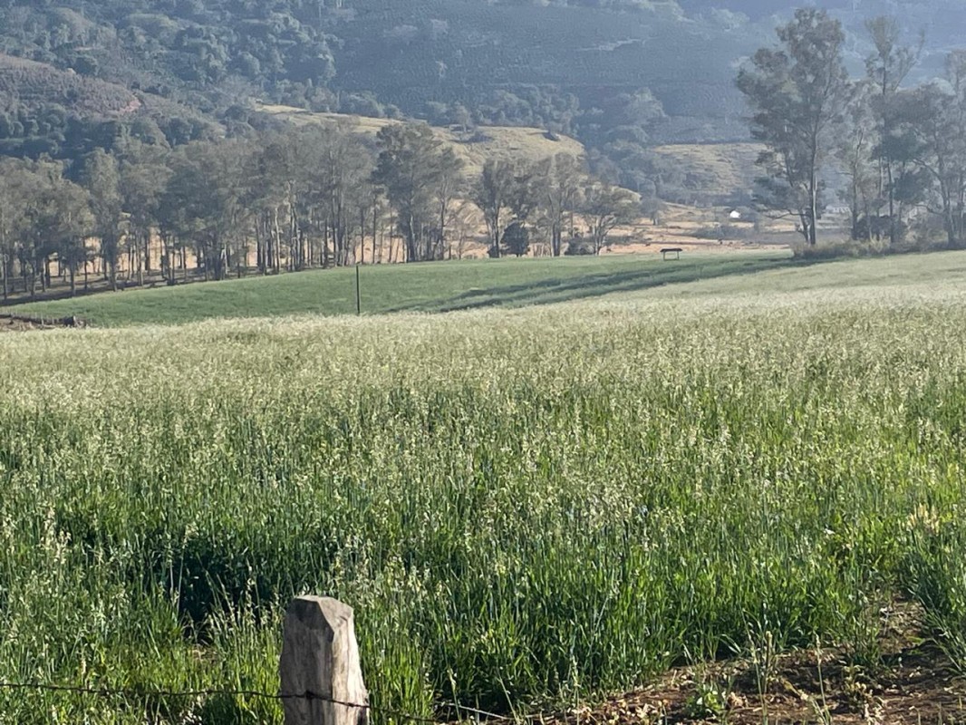 Fazenda, 420 hectares - Foto 8