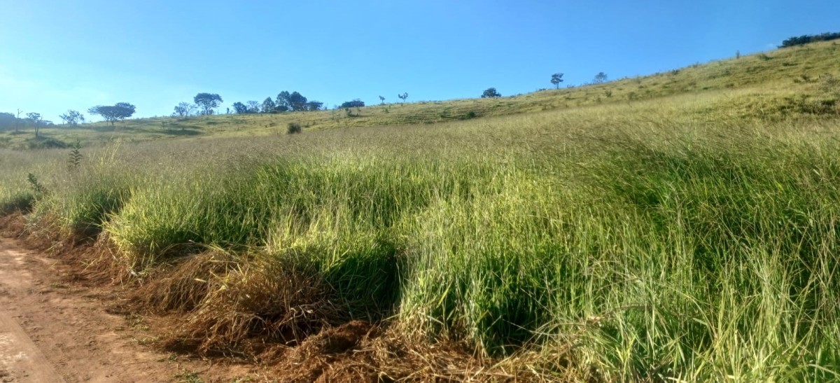 Fazenda, 105 hectares - Foto 4