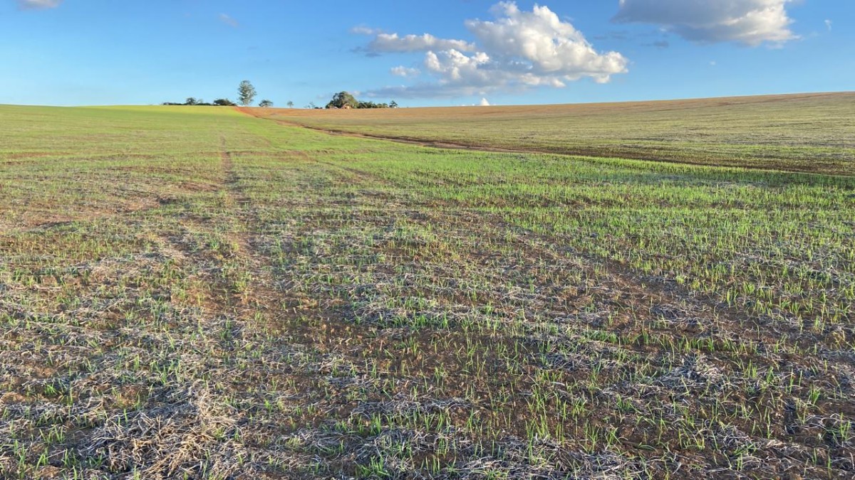 Fazenda, 781 hectares - Foto 2