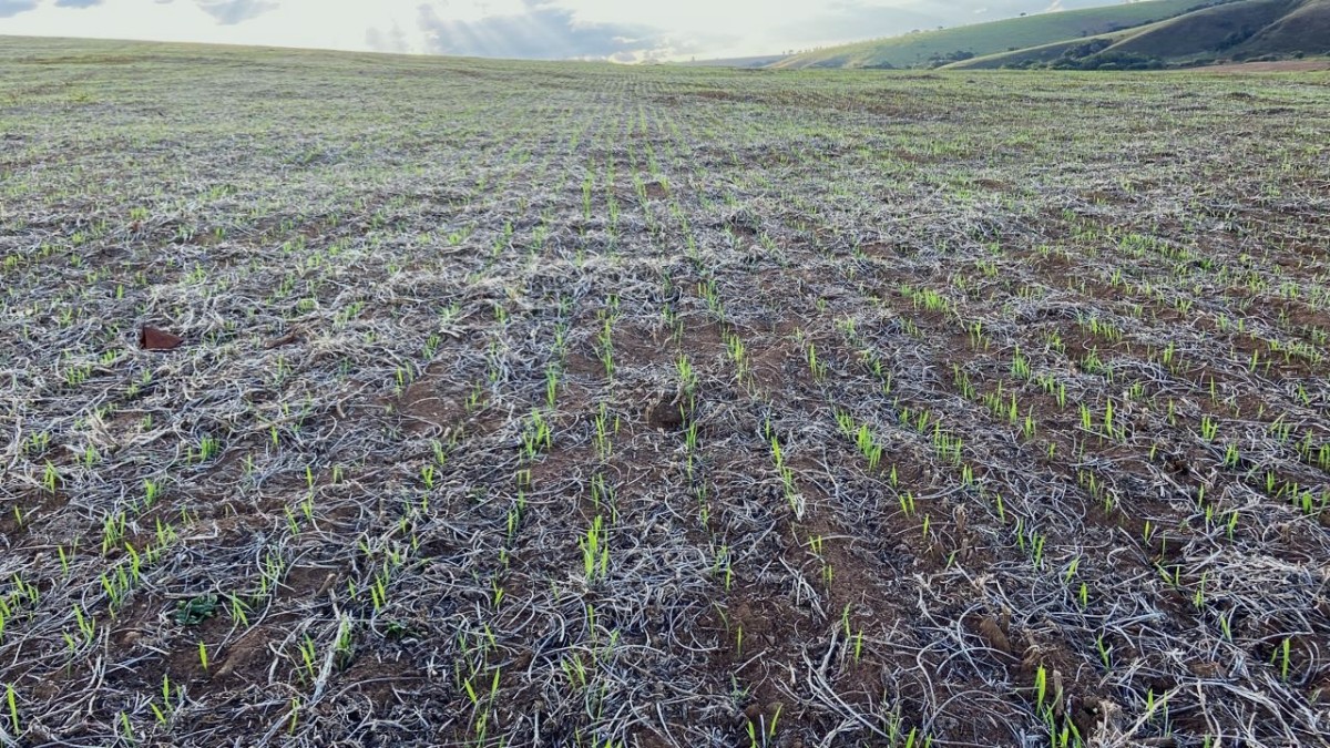 Fazenda, 781 hectares - Foto 3