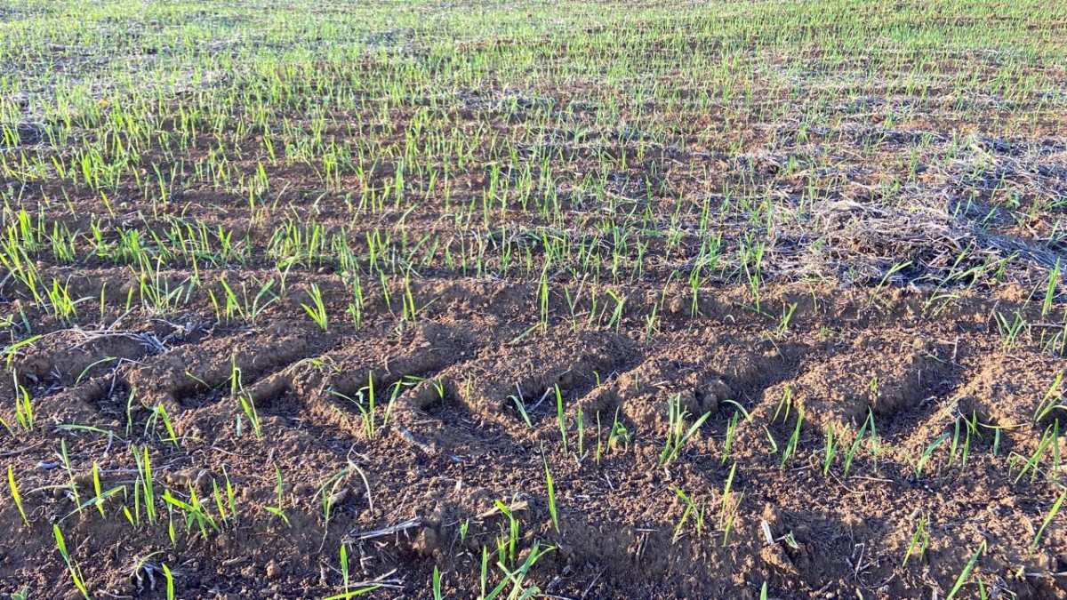 Fazenda, 781 hectares - Foto 5