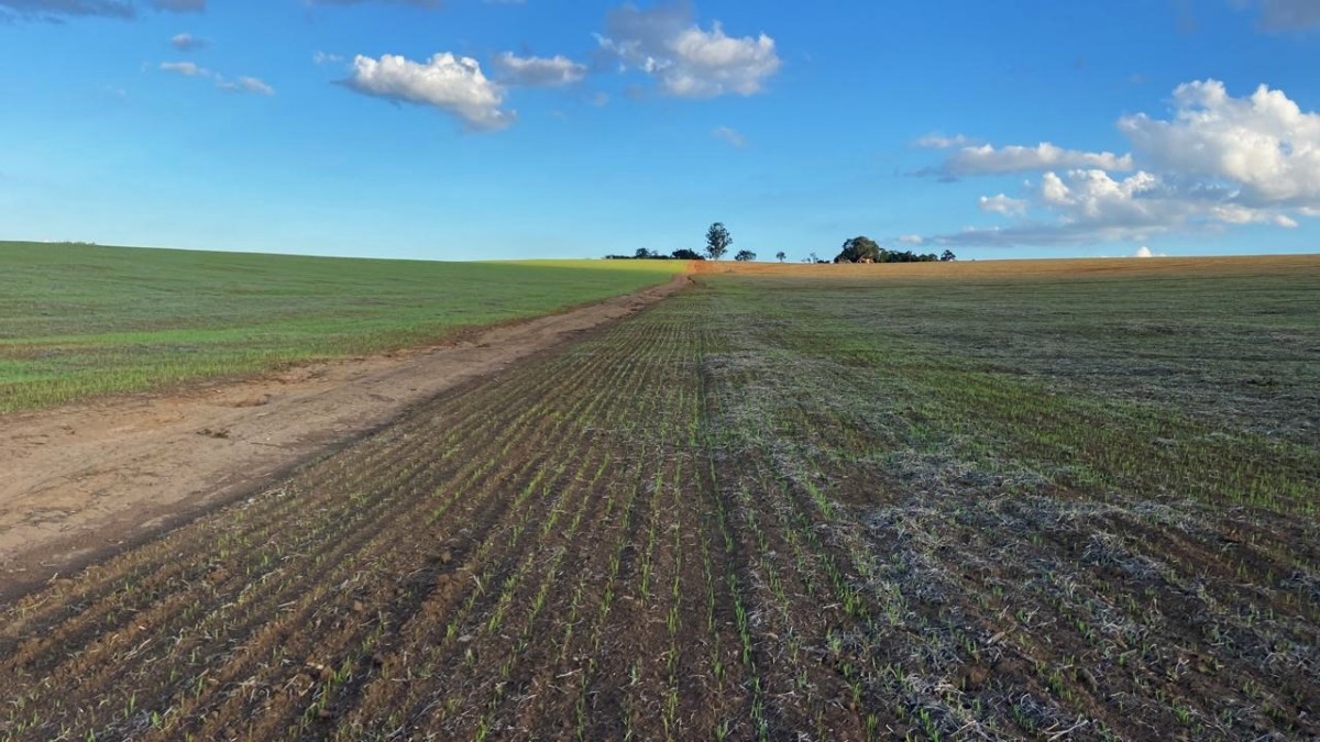 Fazenda, 781 hectares - Foto 1