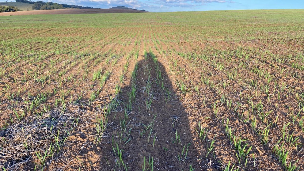 Fazenda, 781 hectares - Foto 4