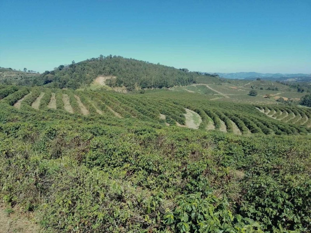 Fazenda, 208 hectares - Foto 4