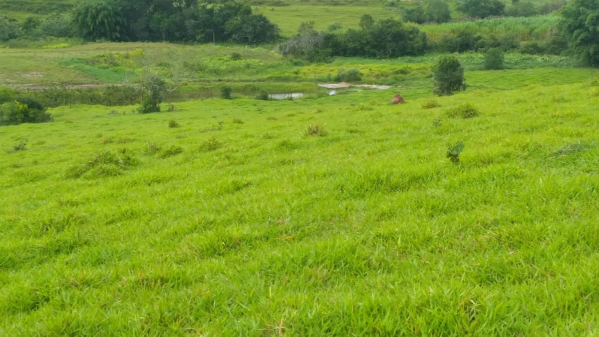 Fazenda, 174 hectares - Foto 8