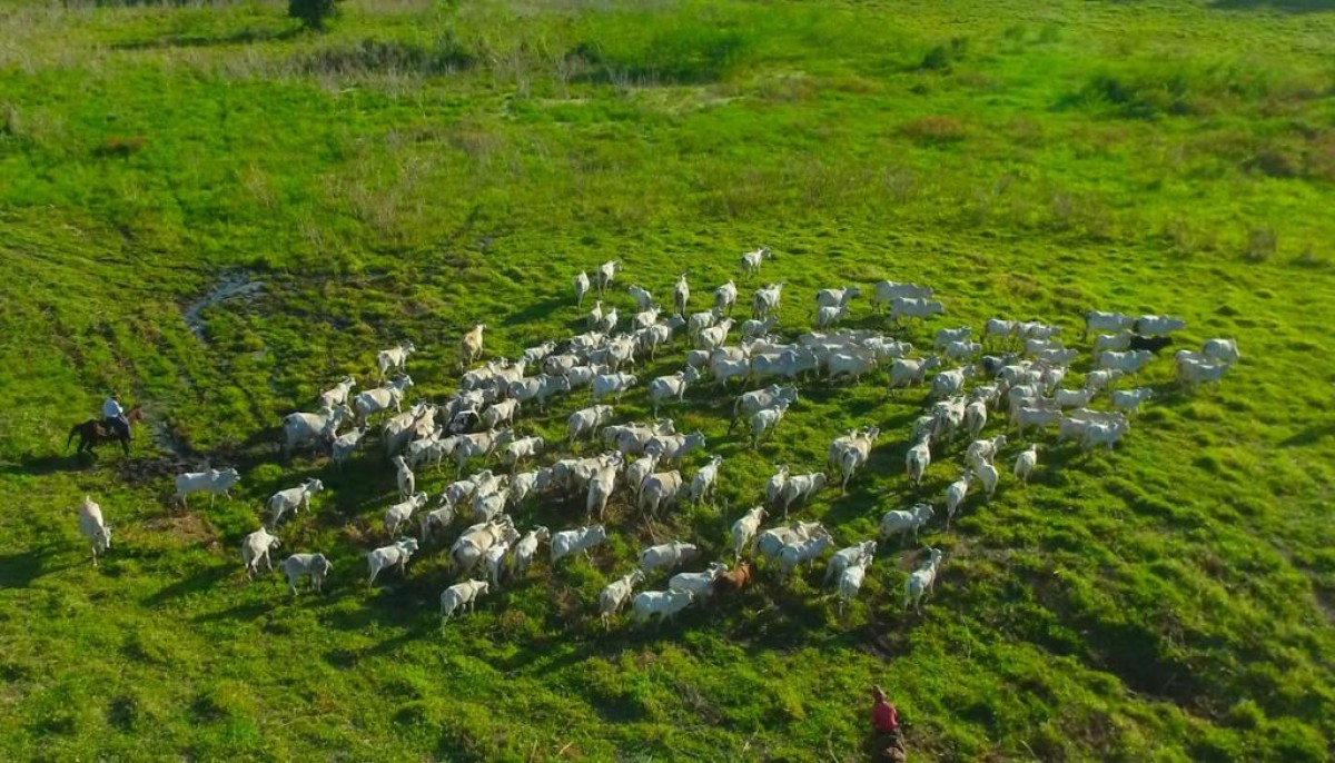 Fazenda, 1033 hectares - Foto 8