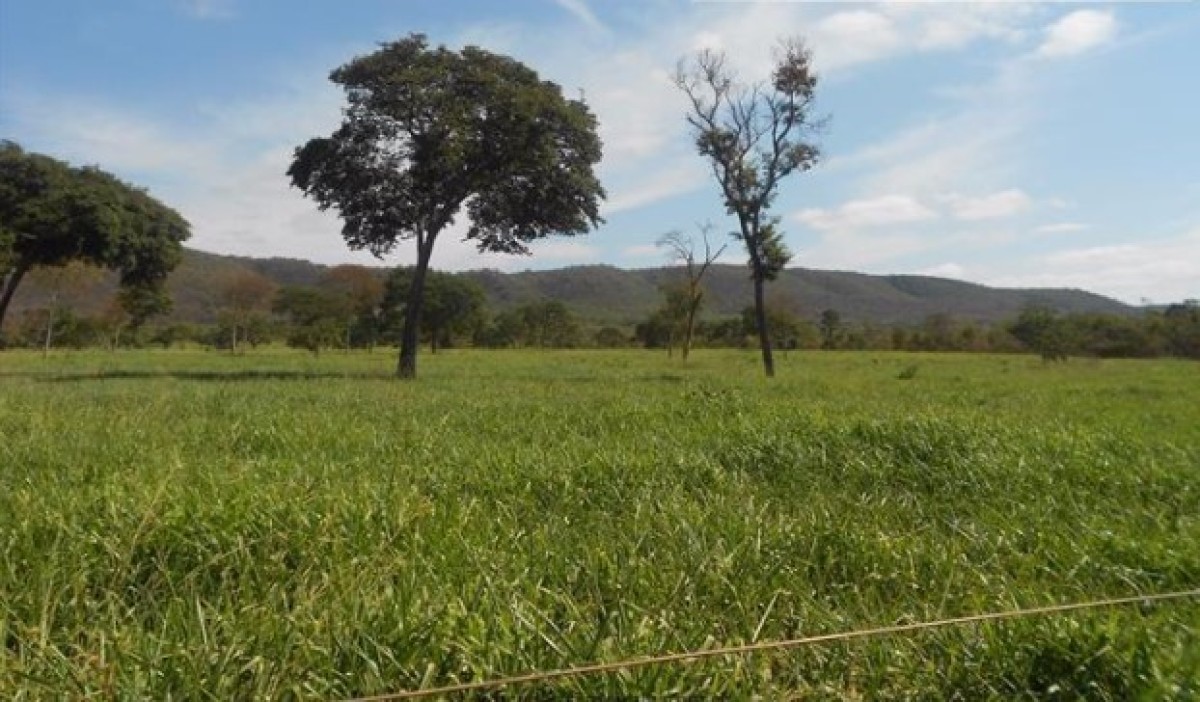 Fazenda, 1033 hectares - Foto 11