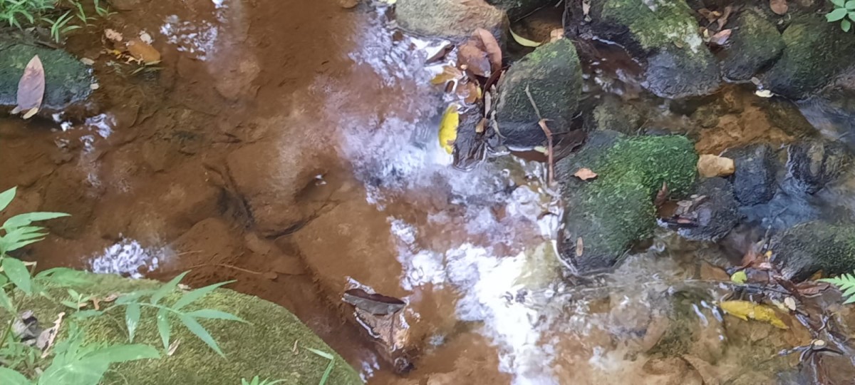 Fazenda, 88 hectares - Foto 7