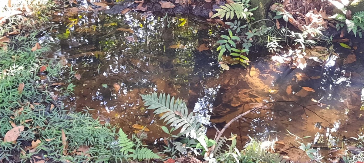 Fazenda, 88 hectares - Foto 6