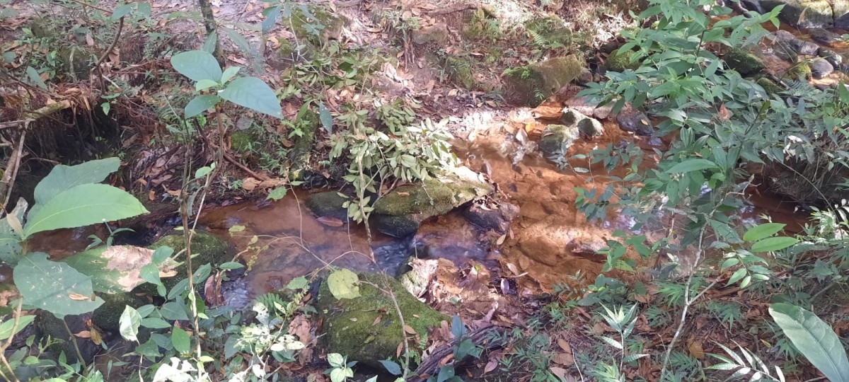 Fazenda, 88 hectares - Foto 8