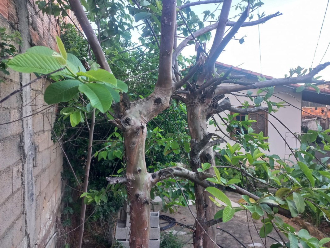 Terreno, 480 m² - Foto 6