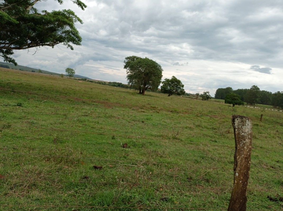 Fazenda, 1000 hectares - Foto 3