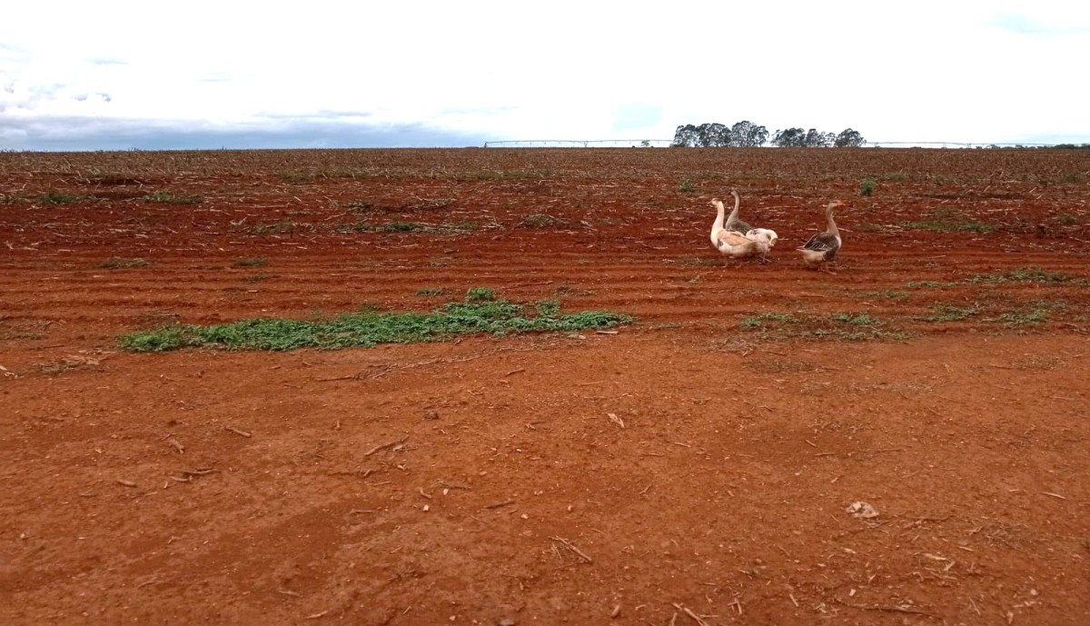 Chácara, 1 quarto, 1000 hectares - Foto 13