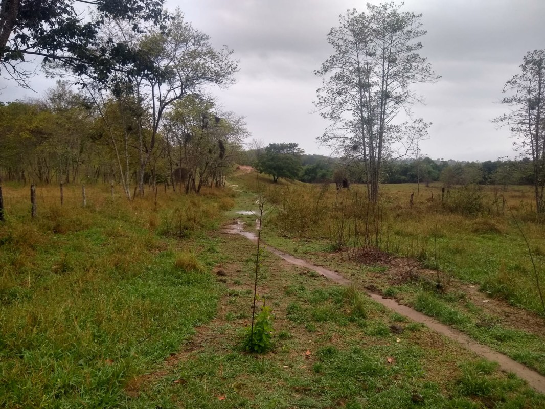 Fazenda, 390 hectares - Foto 15
