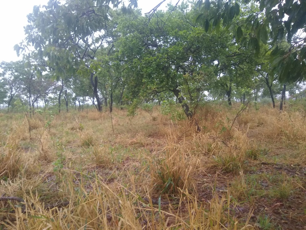 Fazenda, 390 hectares - Foto 19