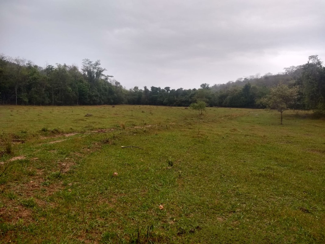 Fazenda, 390 hectares - Foto 6