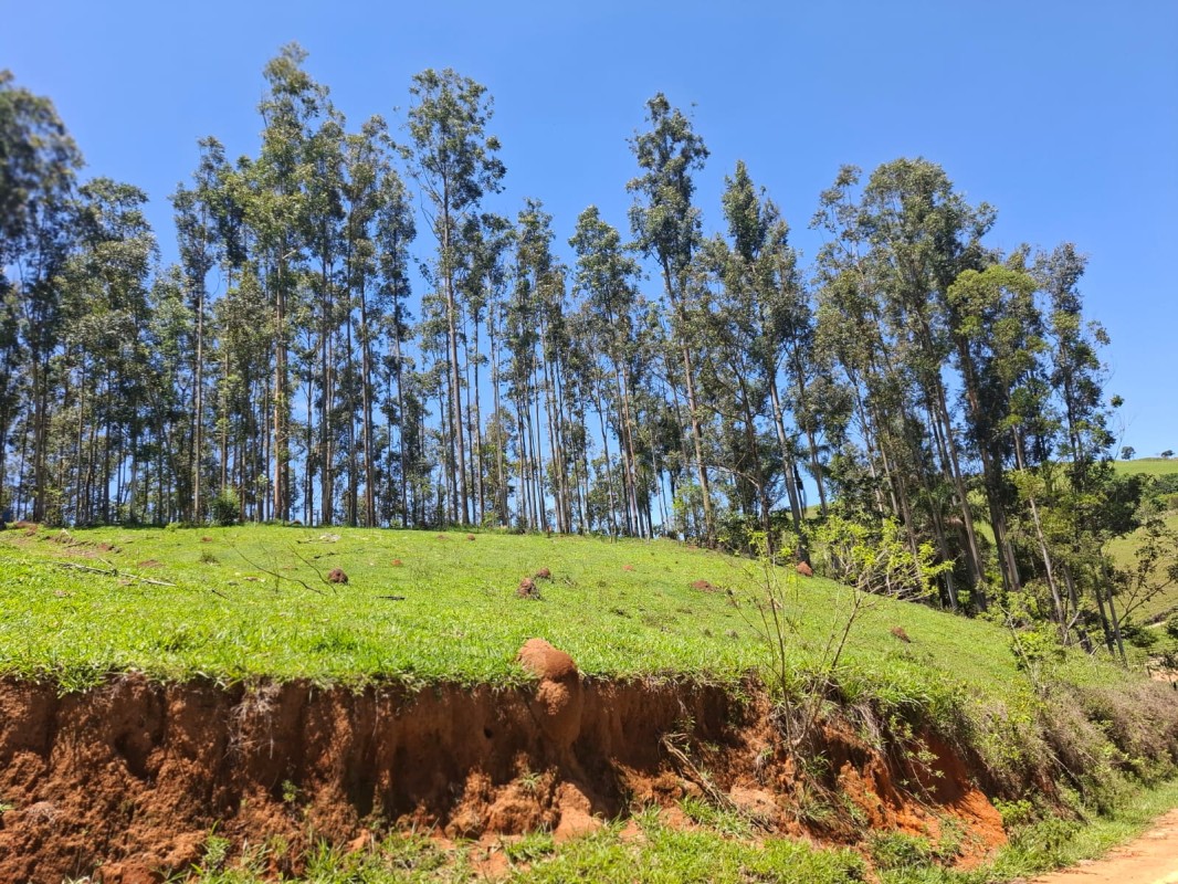 Fazenda, 131 hectares - Foto 5