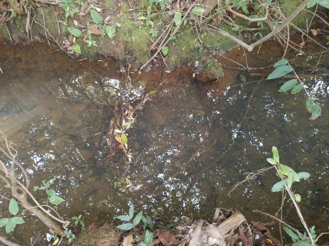 Terreno, 2 hectares - Foto 8