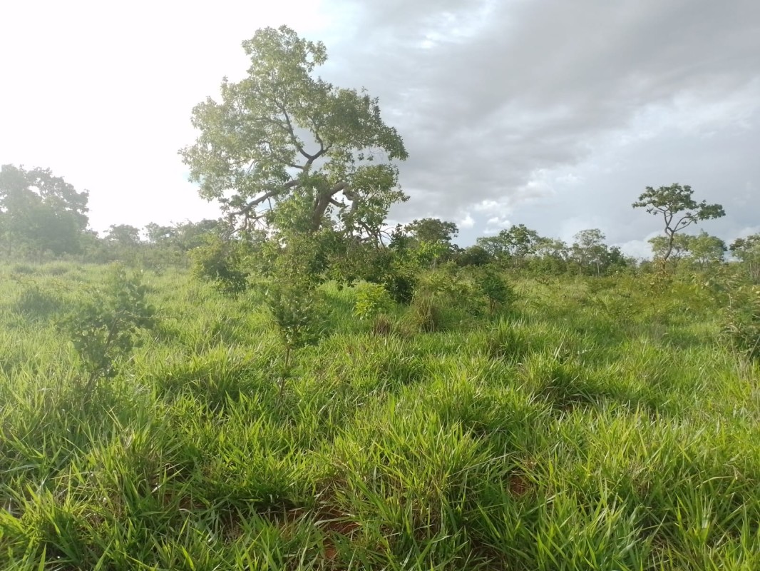 Terreno, 2 hectares - Foto 3