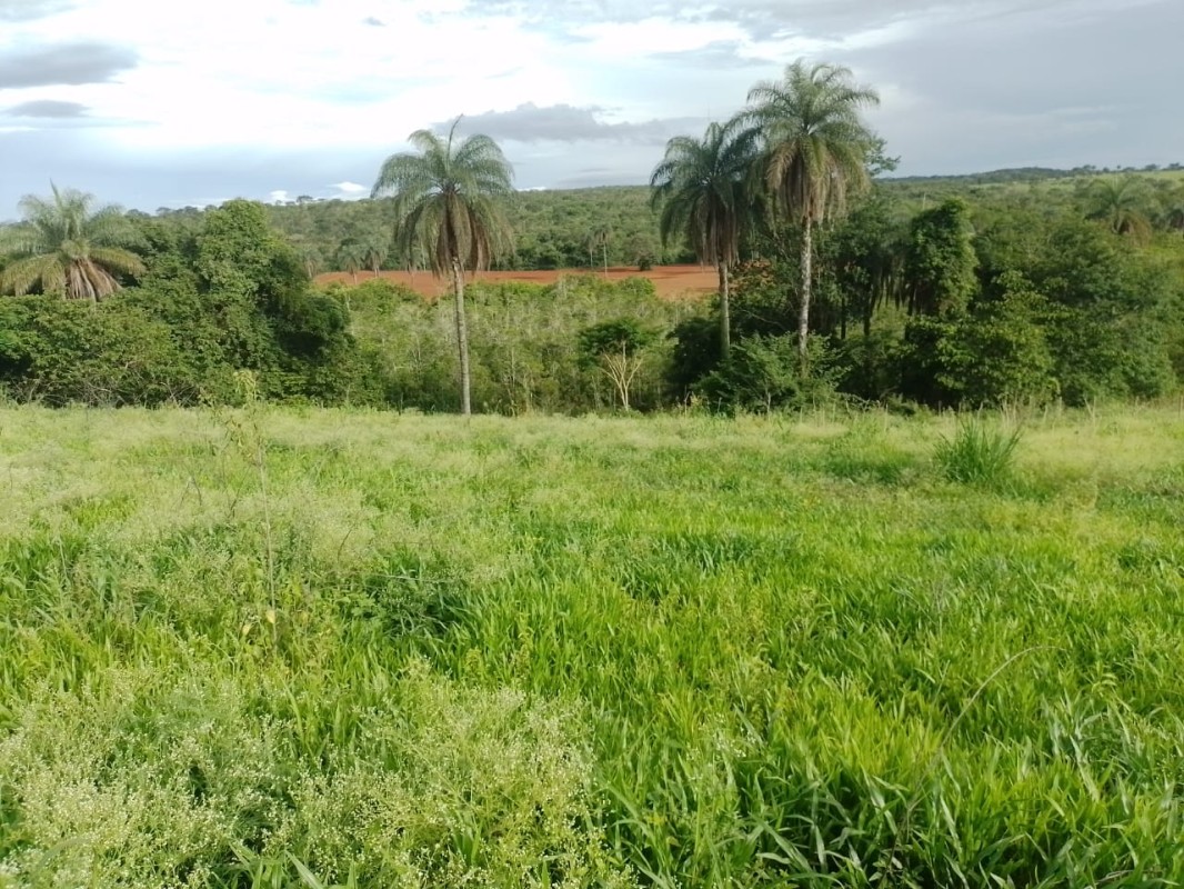 Terreno, 2 hectares - Foto 4