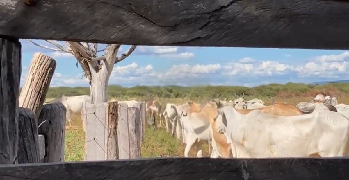 Terreno, 1000 hectares - Foto 3