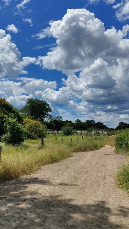 Terreno, 1000 hectares - Foto 2