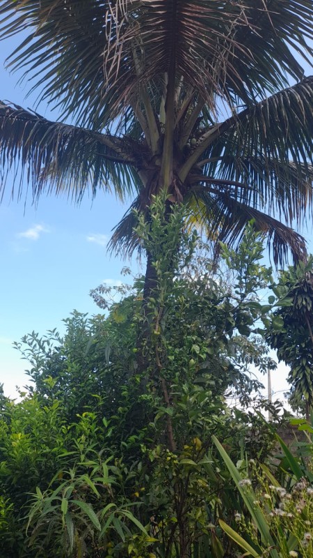 Chácara, 3 quartos - Foto 19