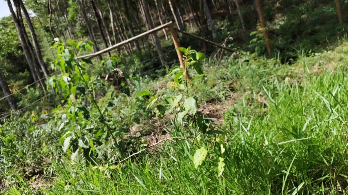 Terreno, 4000 m² - Foto 3