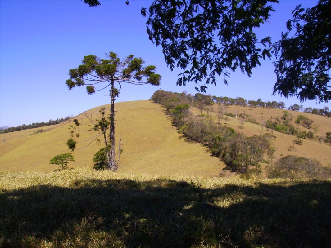 Fazenda, 170 hectares - Foto 13