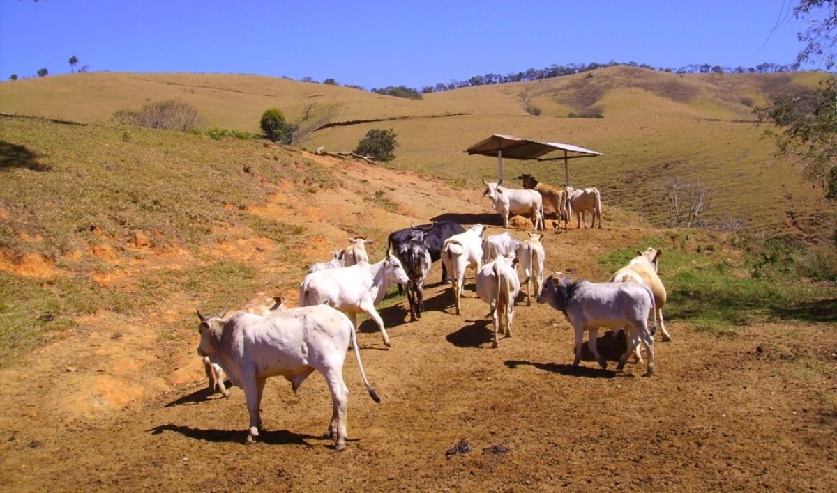 Fazenda, 170 hectares - Foto 10