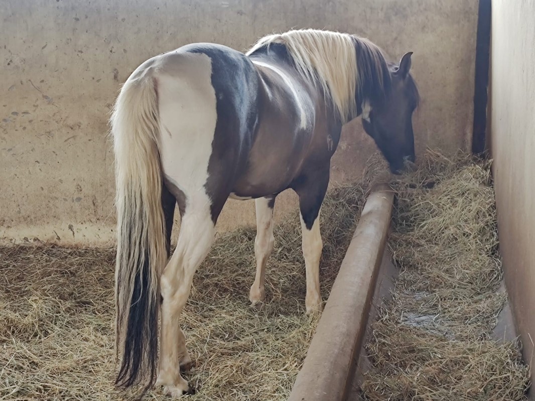 Fazenda, 795 hectares - Foto 25