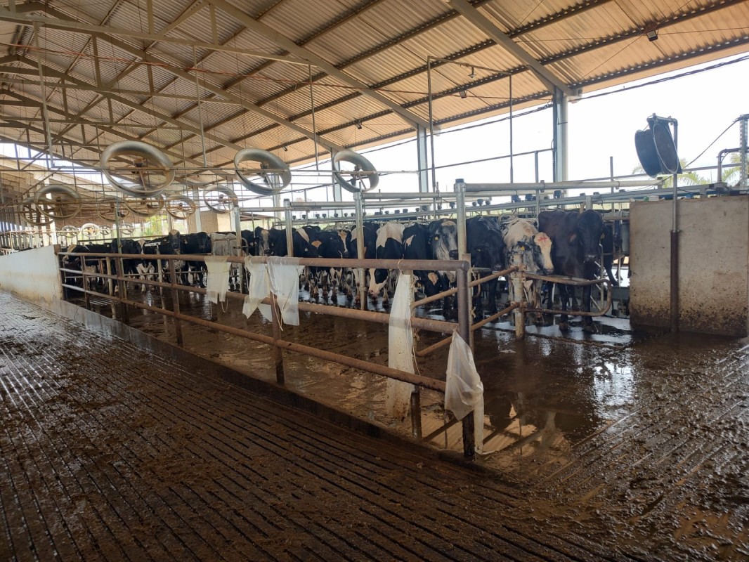 Fazenda, 795 hectares - Foto 12