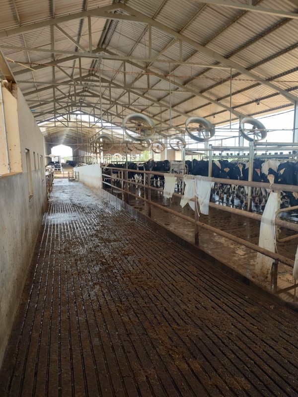 Fazenda, 795 hectares - Foto 13