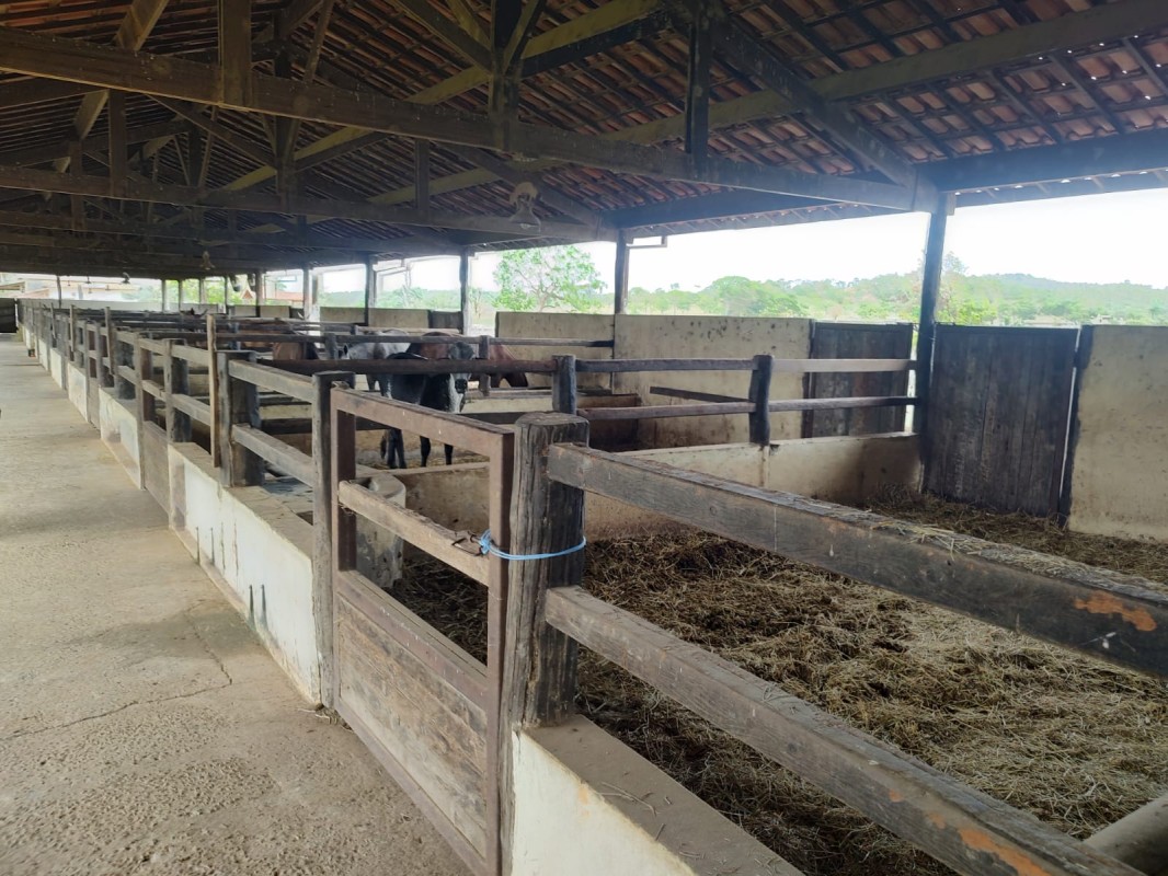 Fazenda, 795 hectares - Foto 10