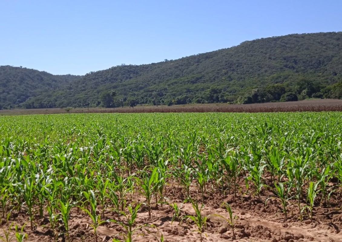 Fazenda, 200 hectares - Foto 2