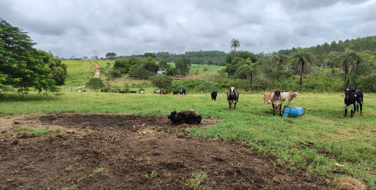 Fazenda, 201 hectares - Foto 19