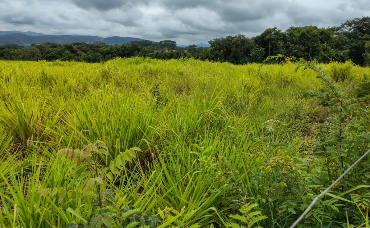 Fazenda, 201 hectares - Foto 9