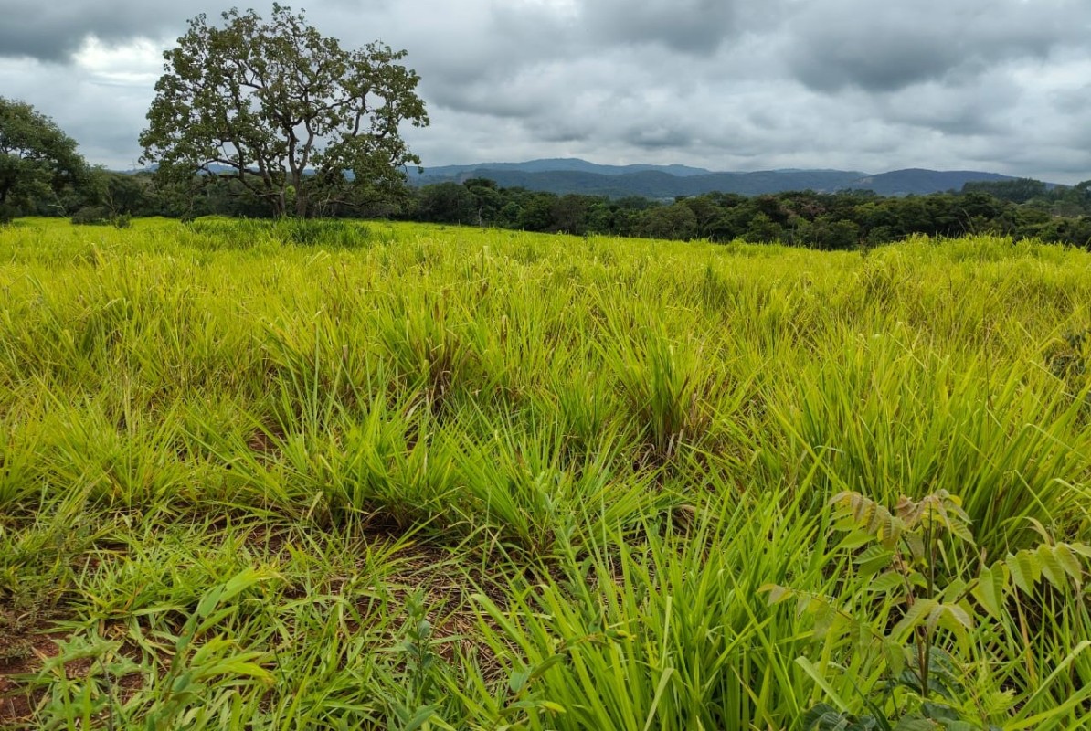 Fazenda, 201 hectares - Foto 23