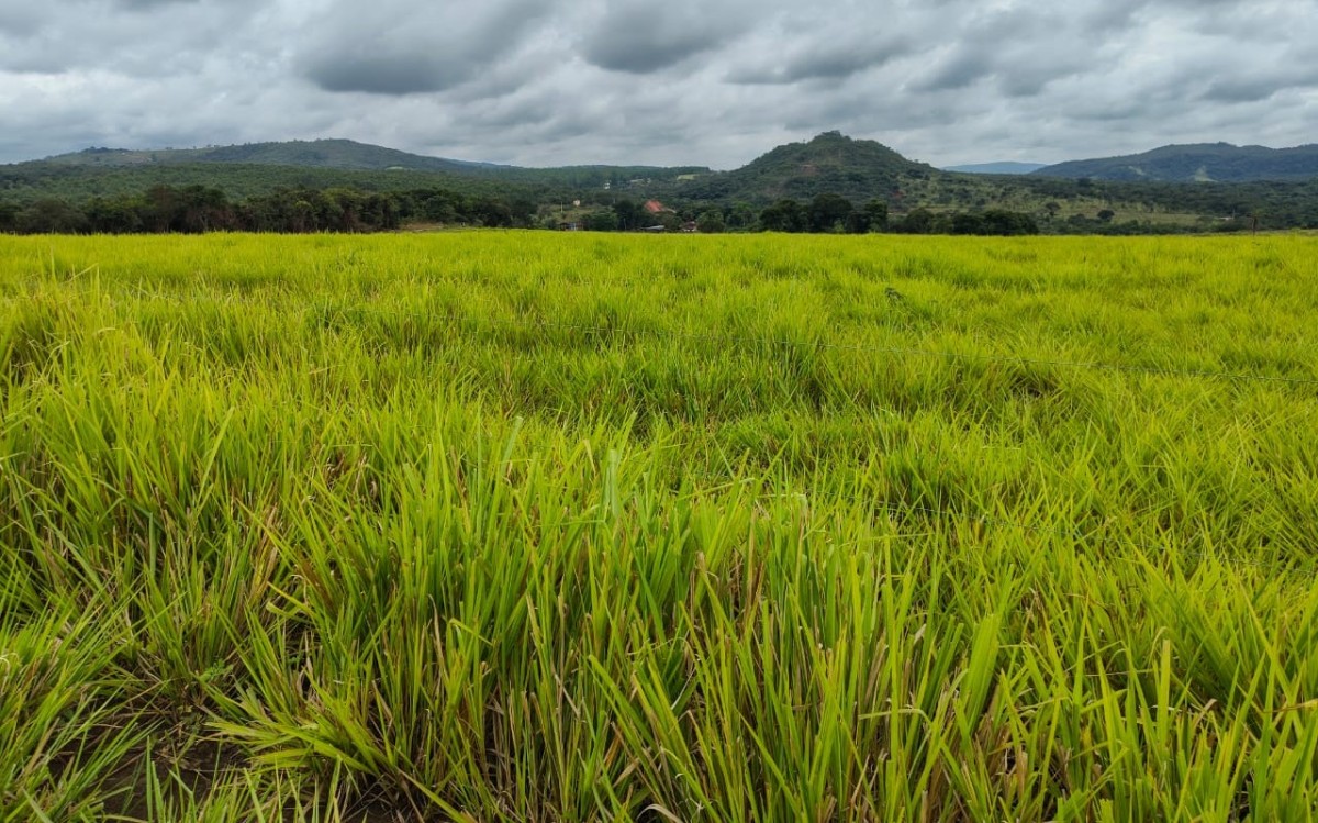 Fazenda, 201 hectares - Foto 4