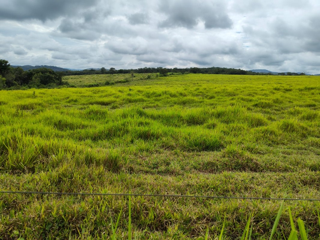 Fazenda, 201 hectares - Foto 3