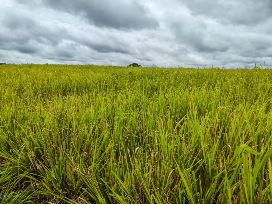 Fazenda, 201 hectares - Foto 10